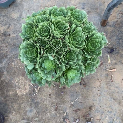 绿玫瑰17多肉一物一拍