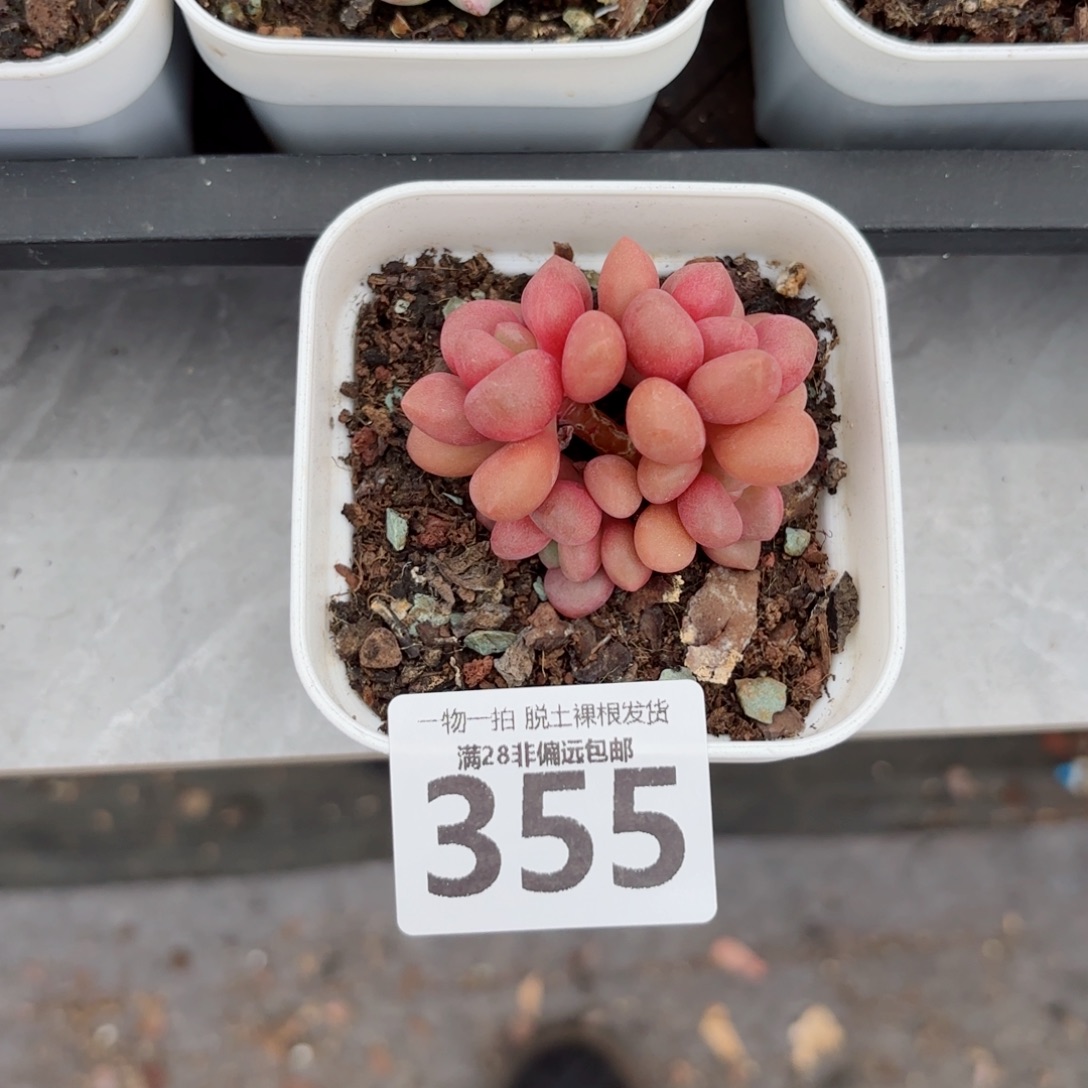 先锋派无盆土发货