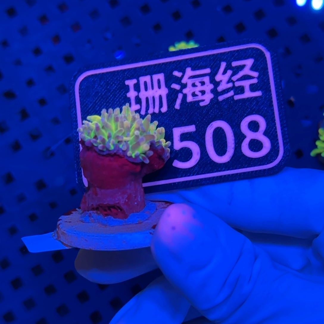 丞***-纽扣珊瑚又又不包邮露骨肉短印尼绿D508