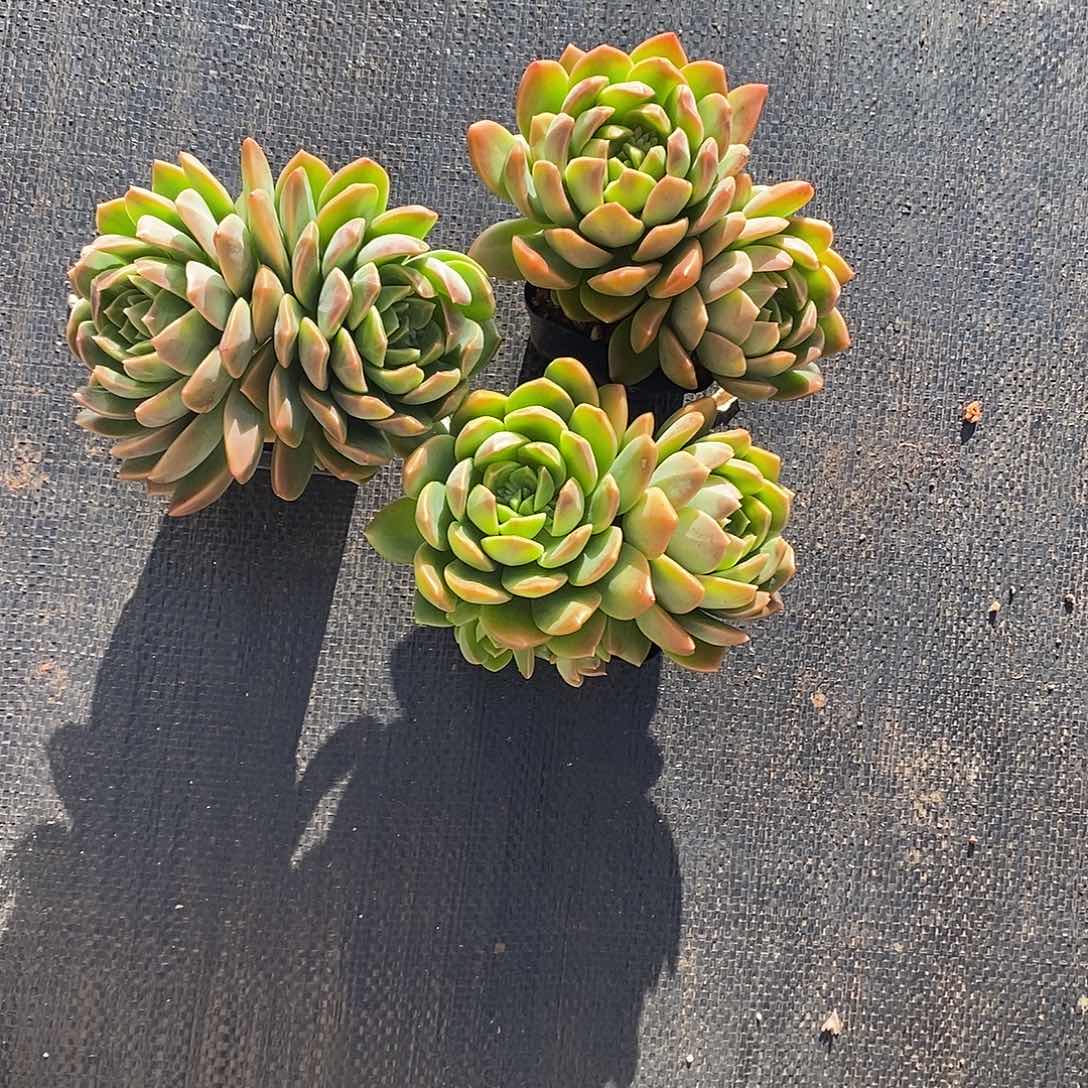 翠鸟3颗满28发货。 