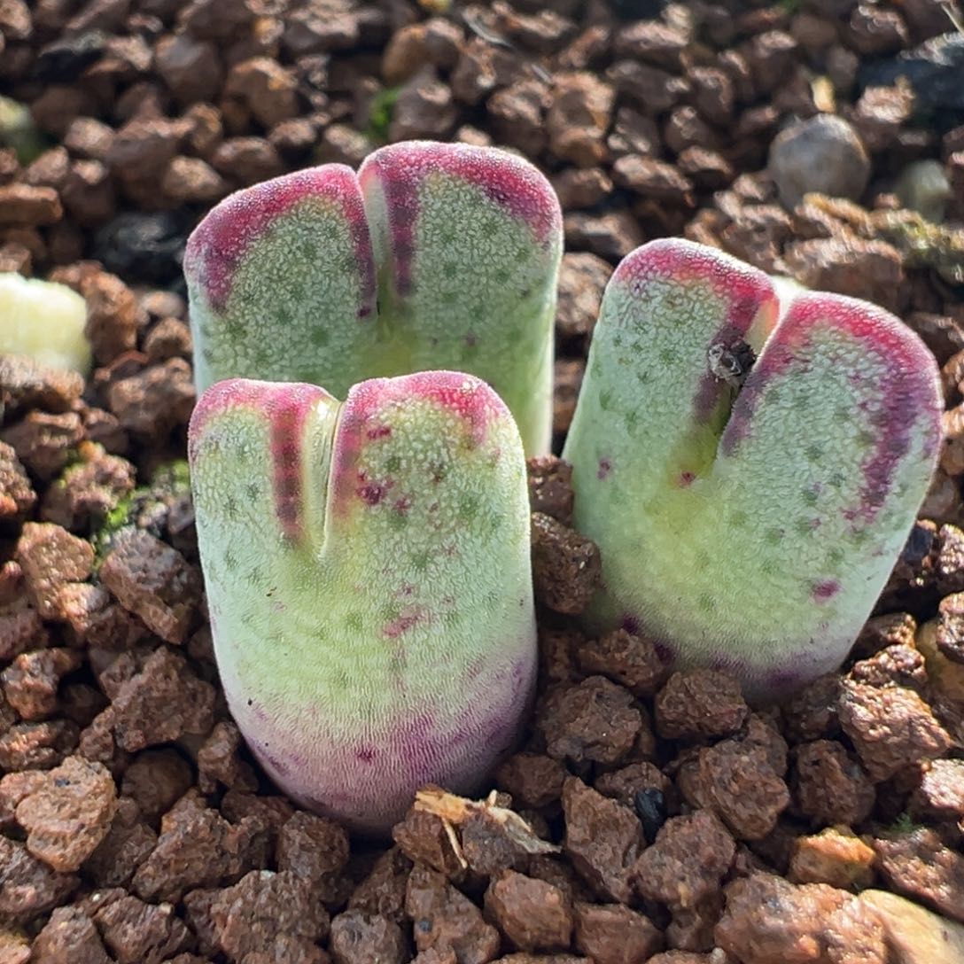 斑马多肉植物盆栽植物