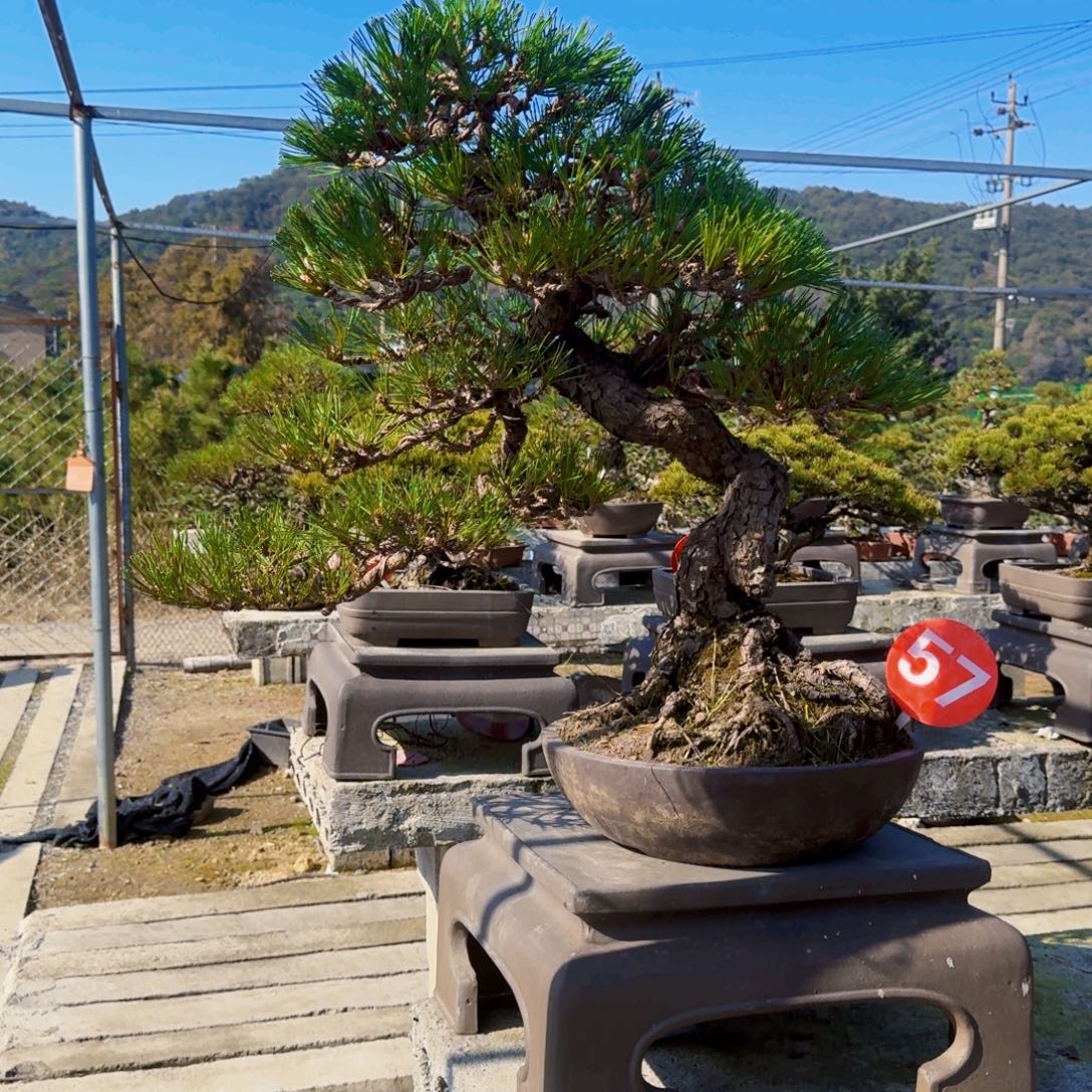 无花朵三河黑松盆景57