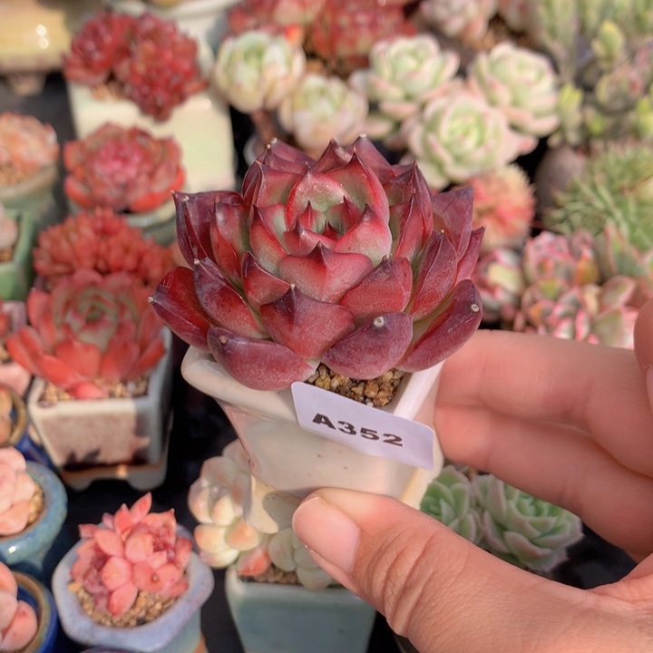 一物一拍含盆土满38包邮A352