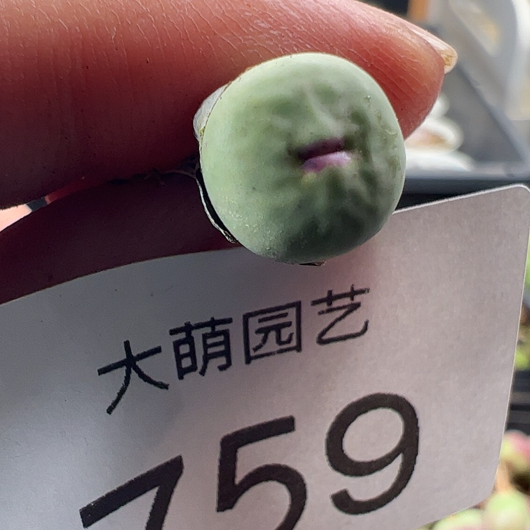 一物一拍M4×D6.  759