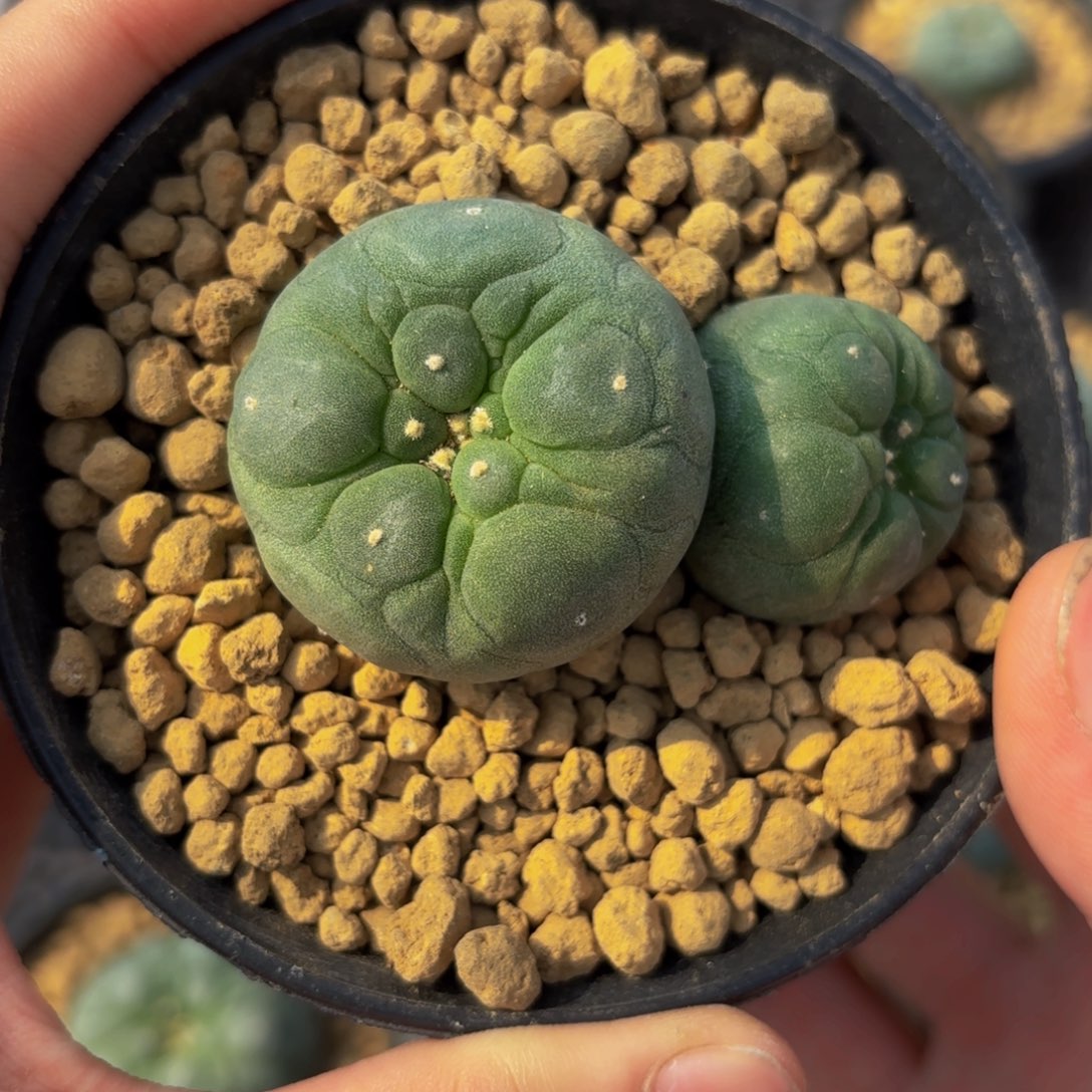 古田尤型双头G g g g g