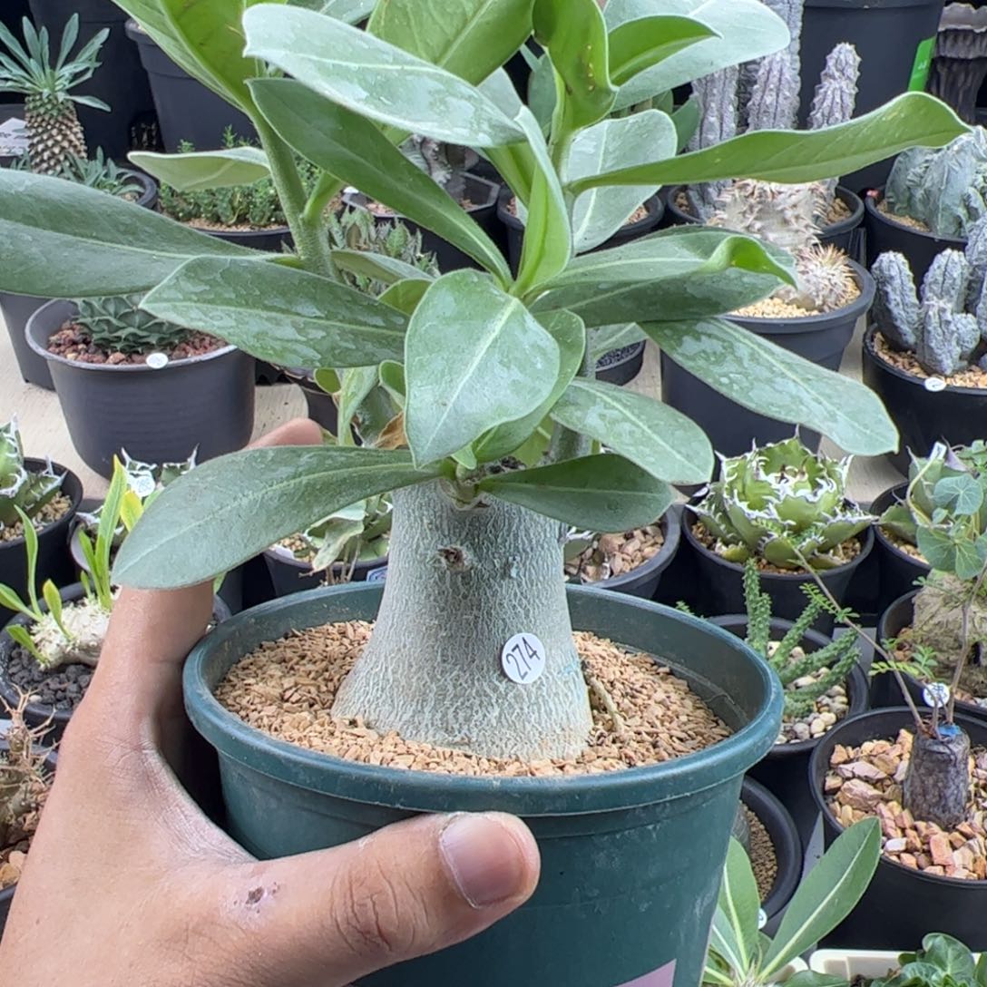 哥斯拉沙漠玫瑰一物一拍