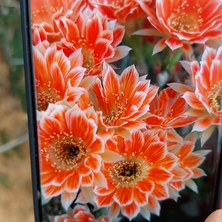 11丽花貂蝉歪无根侧芽2一3公分左右20包邮