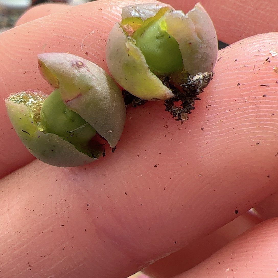 【闪购商品】324 福利