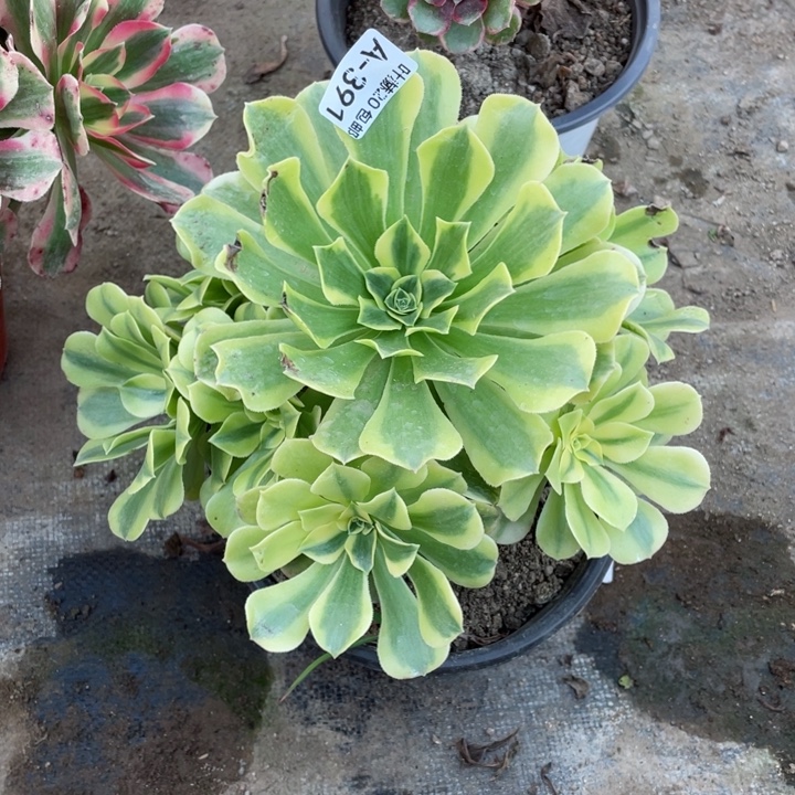 391绿豆莎多肉123456789