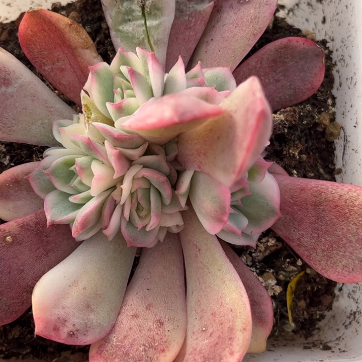 粉水晶锦底座一颗价格