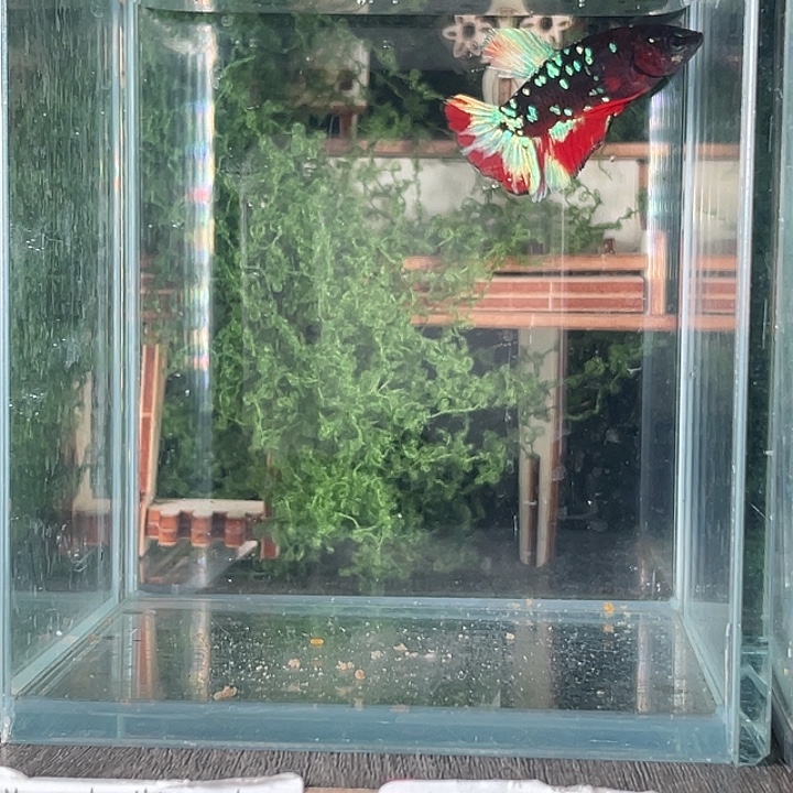 斗鱼活体不退不换谢谢