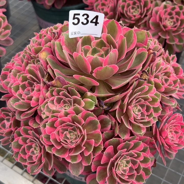 534妖月25厘米左右嫩庄