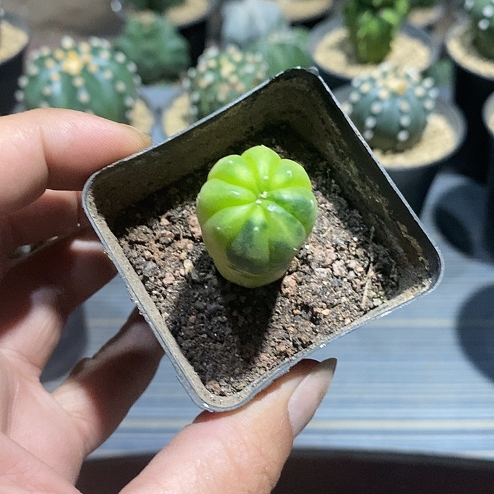 魚***晃星兜锦实生脱土发货