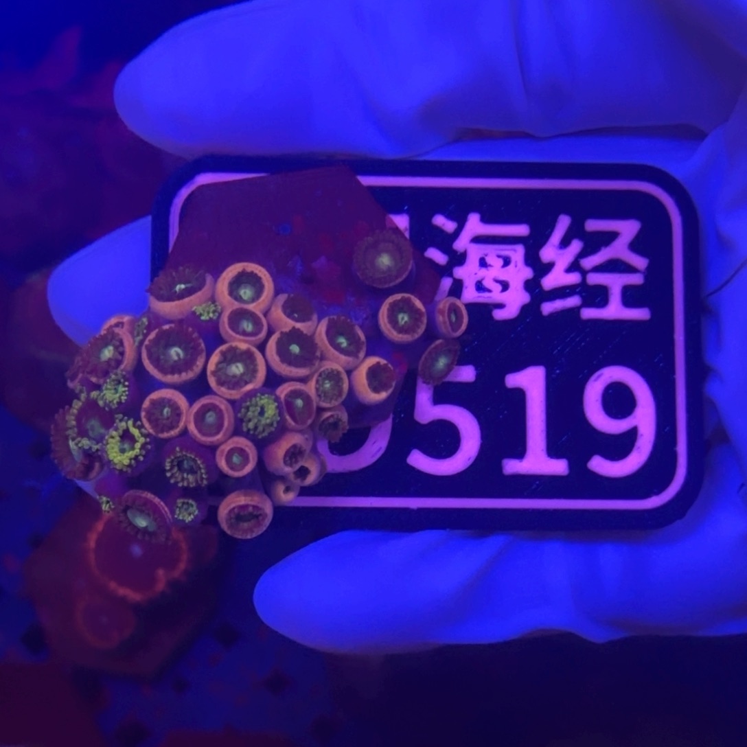 武***爷纽扣珊瑚又又不包邮纽扣B519