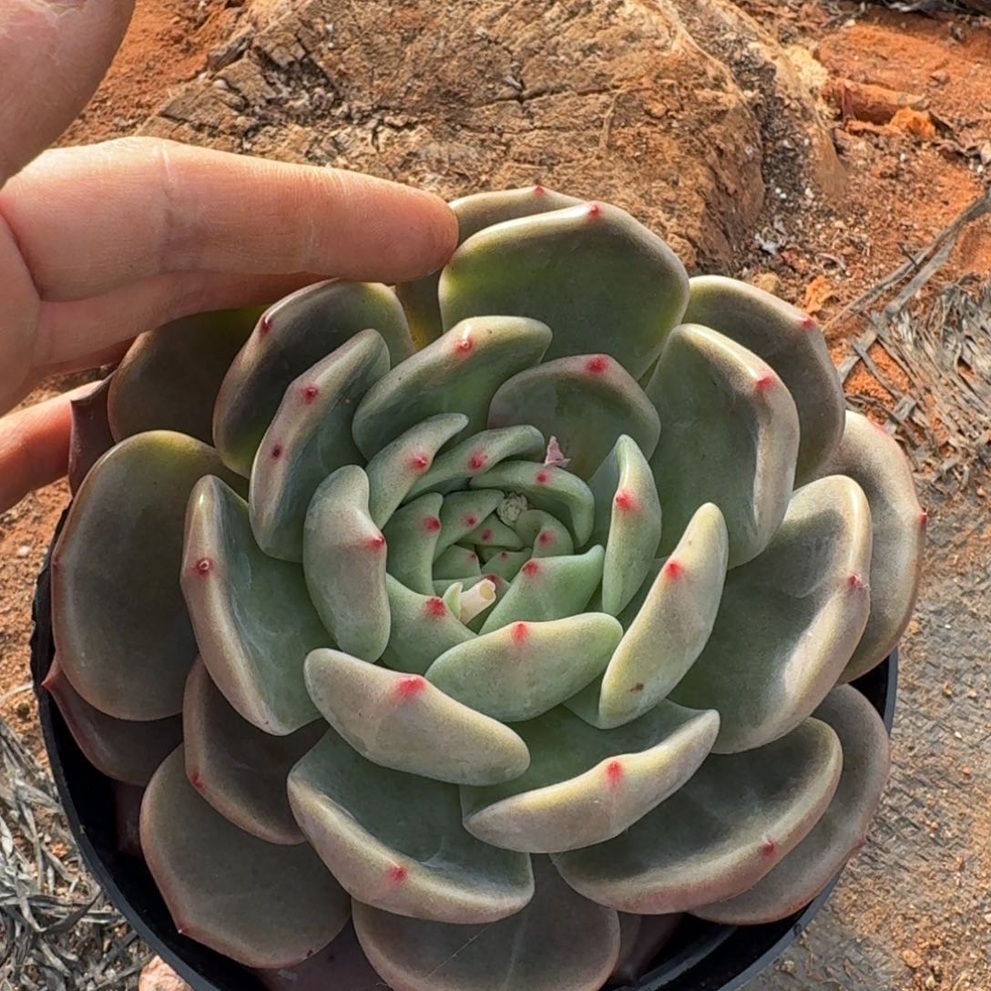 q橙一颗量拍发货6-7