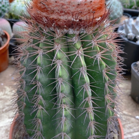 黄金云仙人球35米xrq