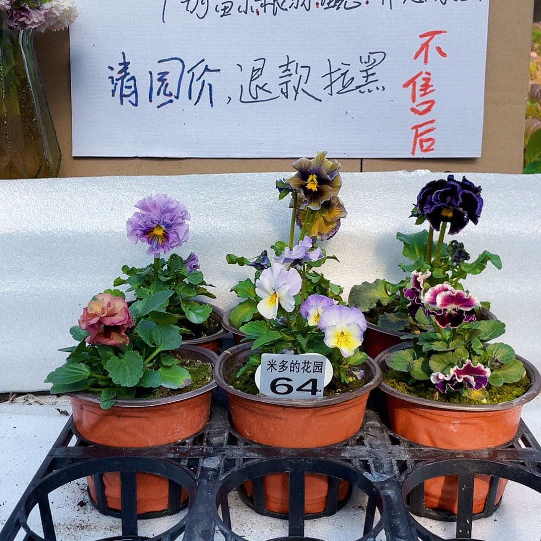 大部分花苞少量开放64