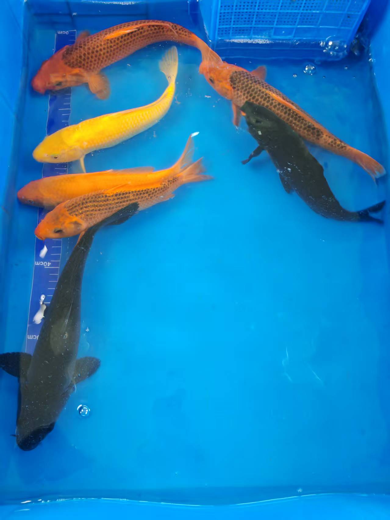 精品单色锦鲤（包邮）
