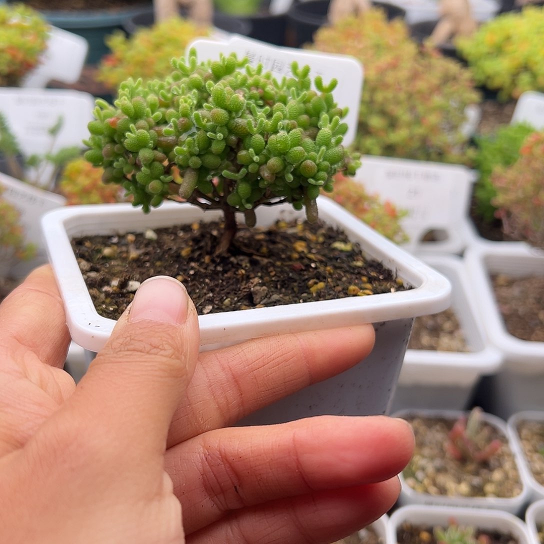 1106号金桔糖球12.29多肉