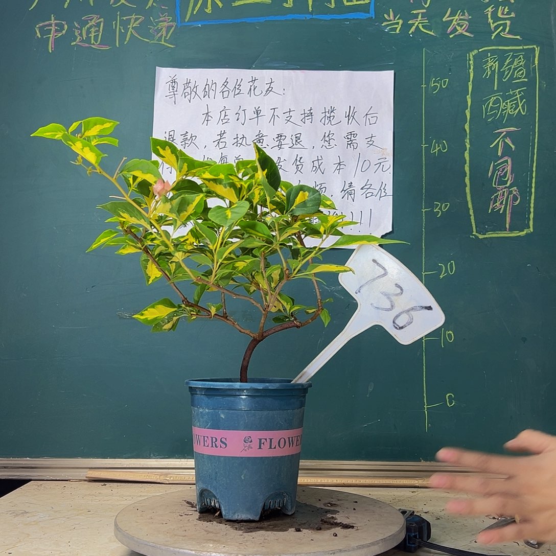 当前无花栽培后可以开花造型杆 金心橙白 736