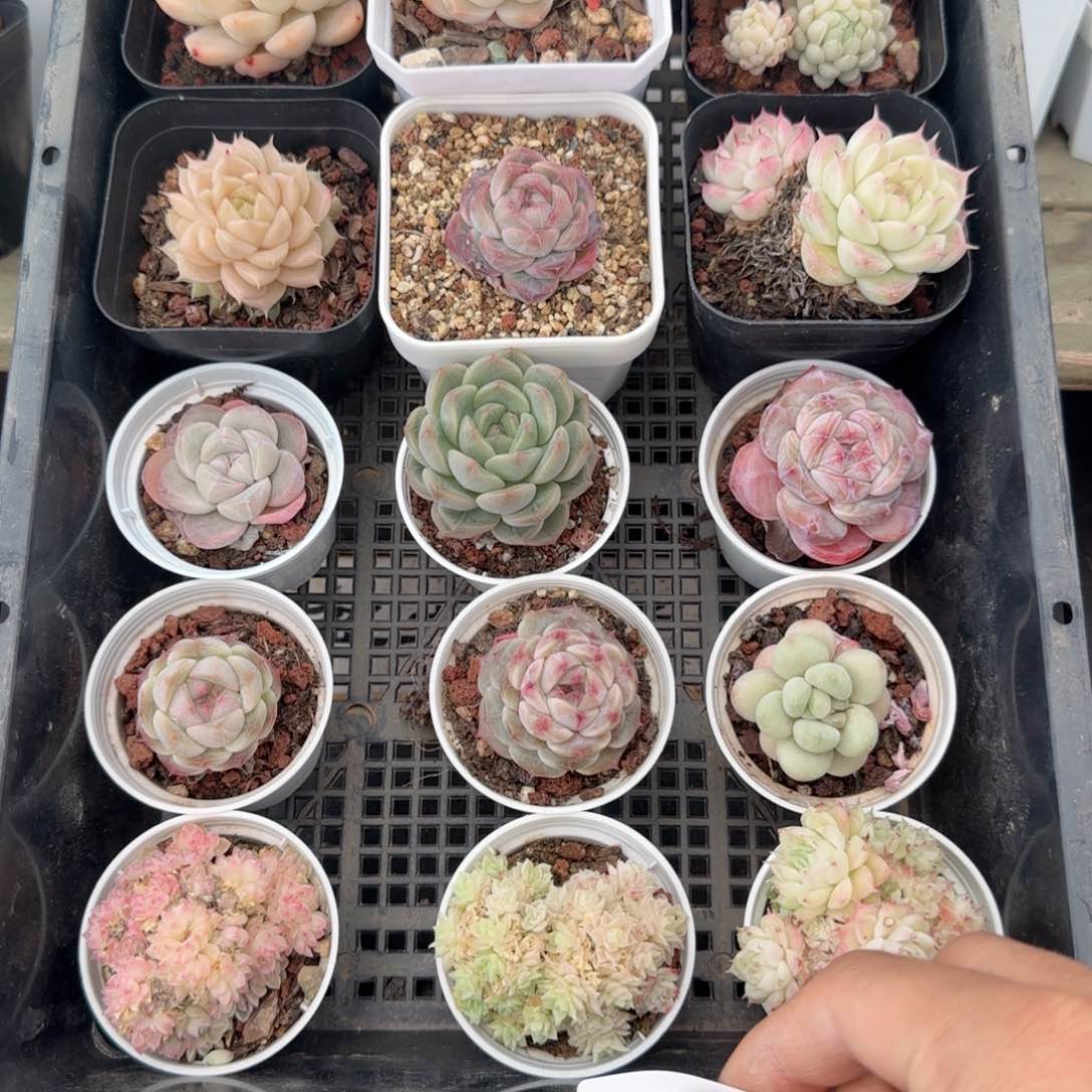 框拍框拍0219-125