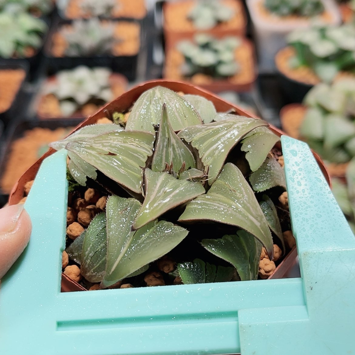 【闪购商品】芭提雅泉水