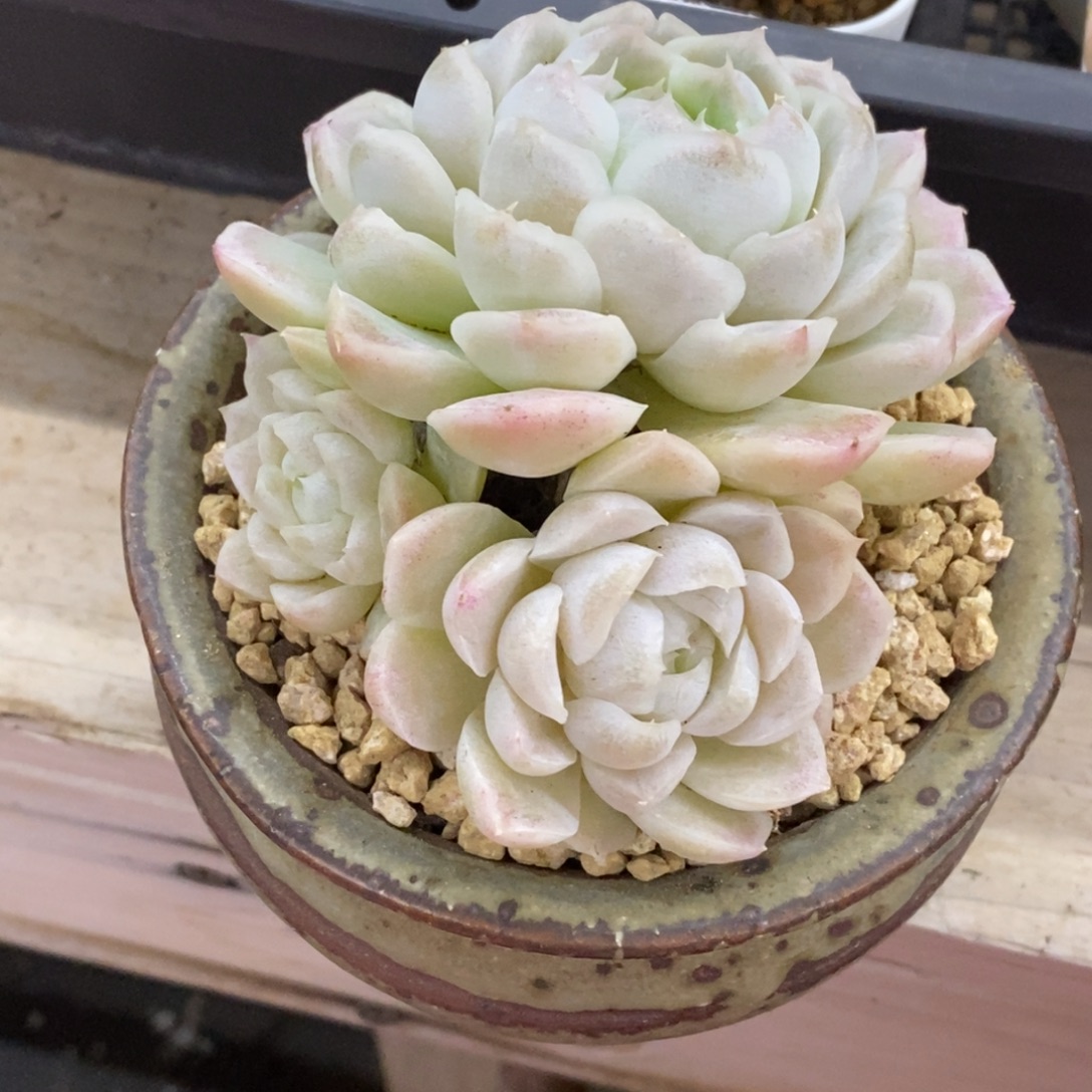 精品多肉一物一拍不包整274