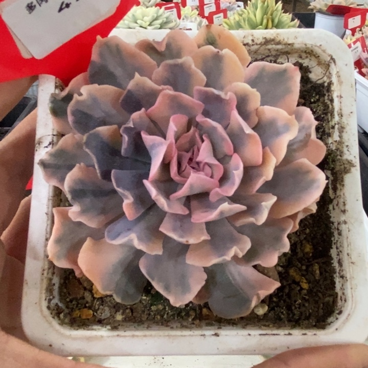 47号利比里亚锦多肉植物