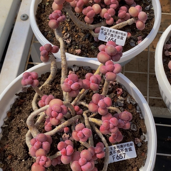 腰子桃蛋老桩12cm657多肉植物