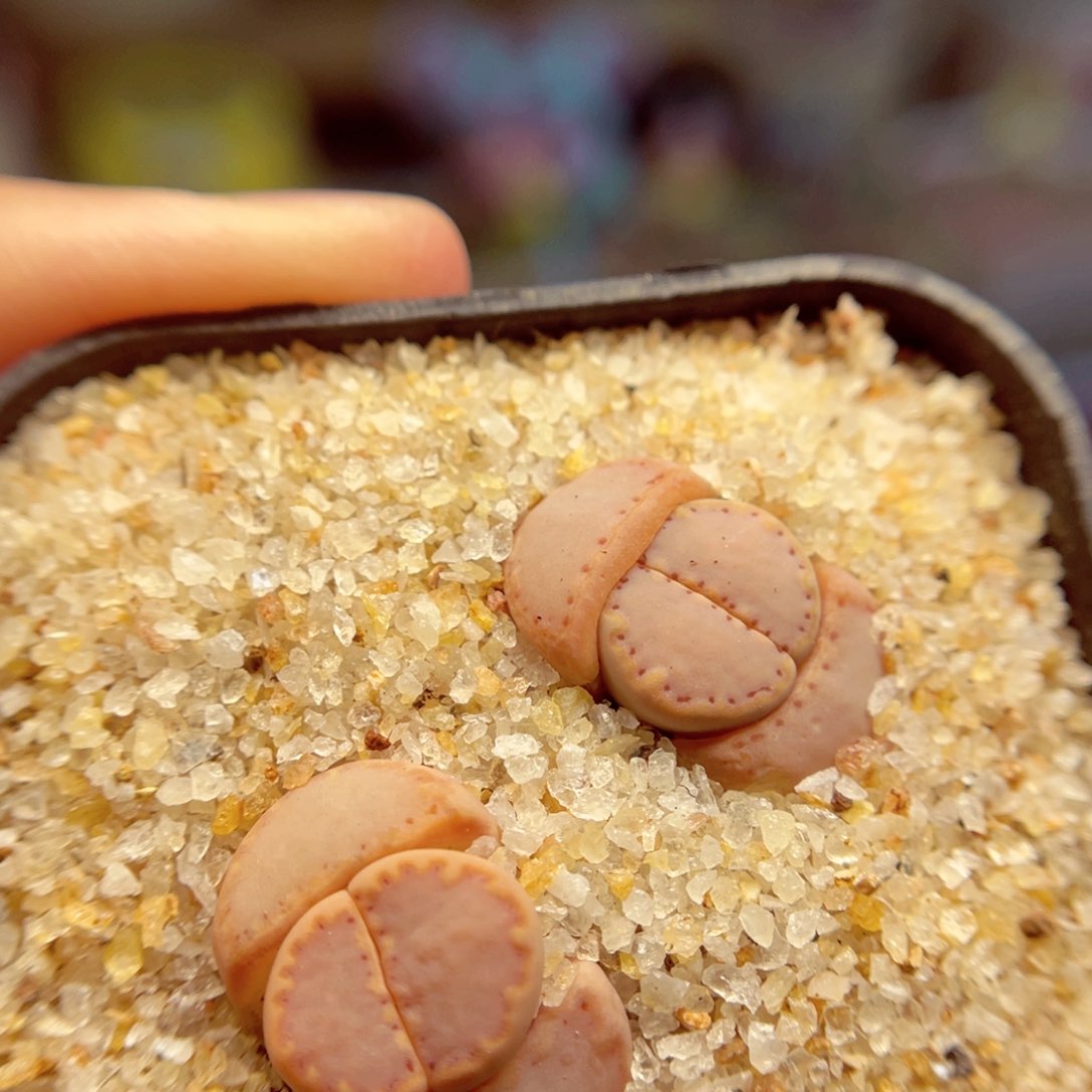 160。66897788679867768