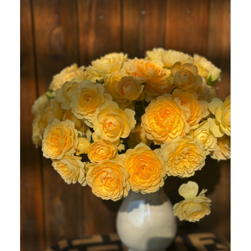 【蜜柚果汁】多头玫瑰 真花 鲜切花 云一单中通 拍够任意两单鲜花顺