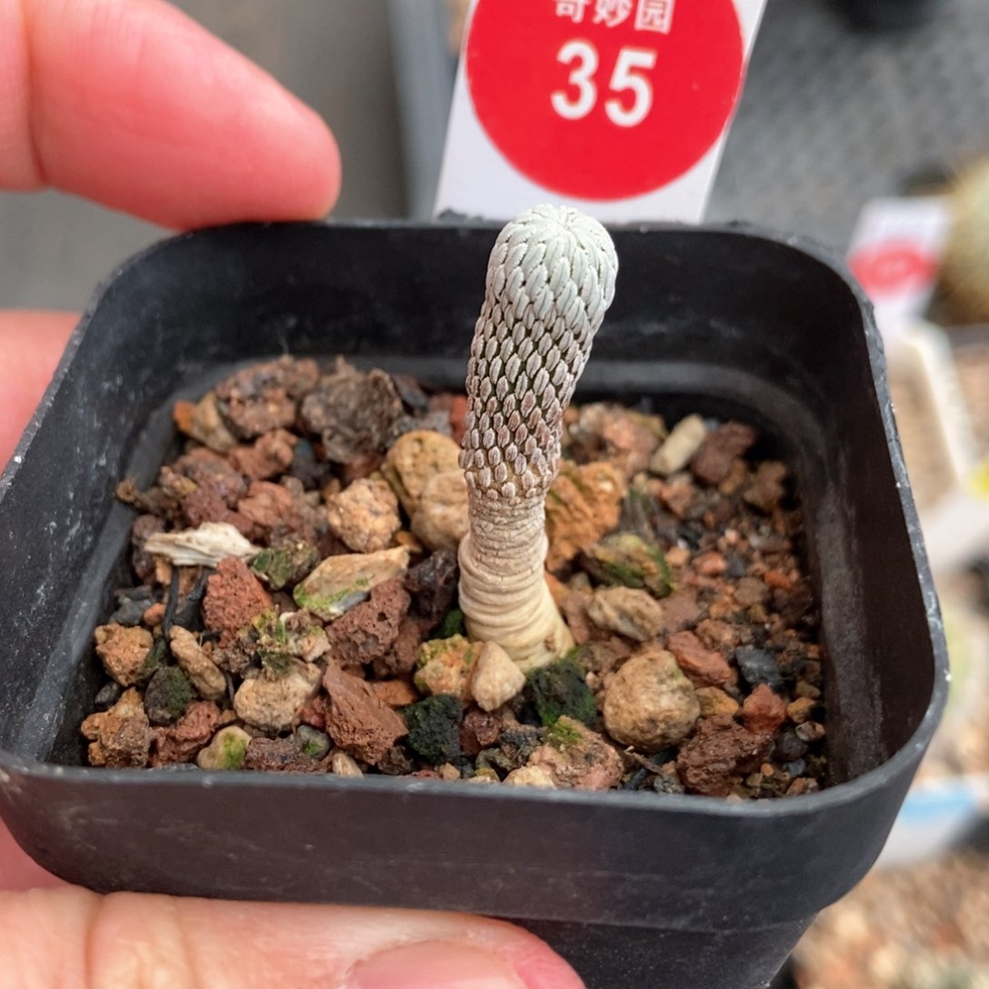 实生五年精巧丸569085