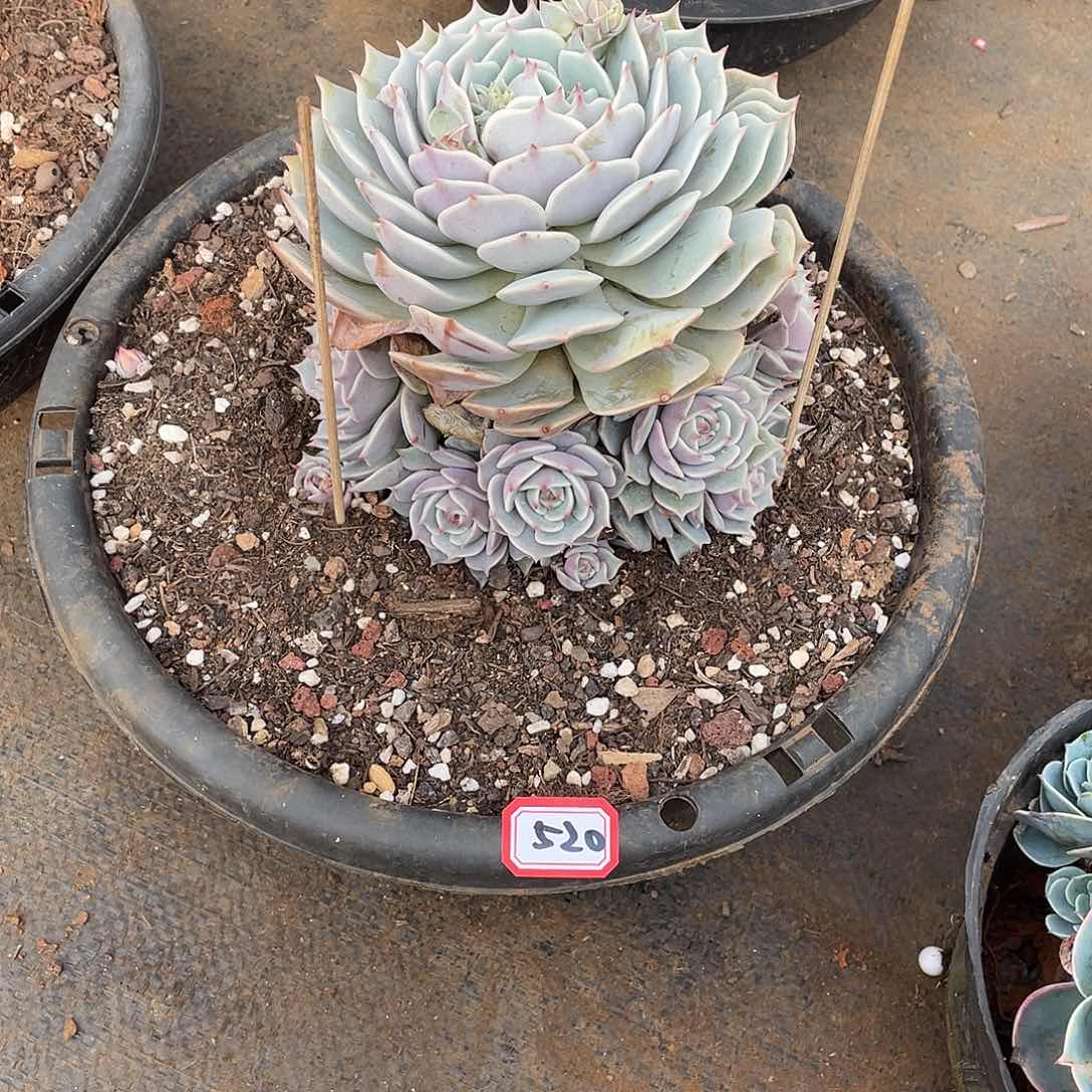 520露娜莲 一物一拍多肉