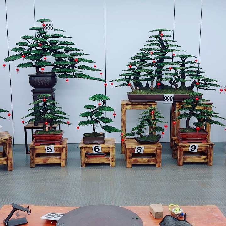 松树盆景一物一拍