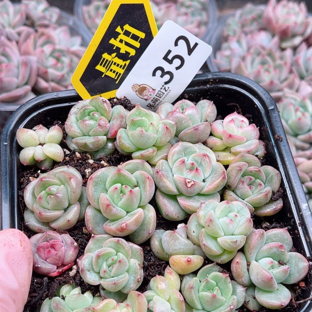 多肉植物多肉植物