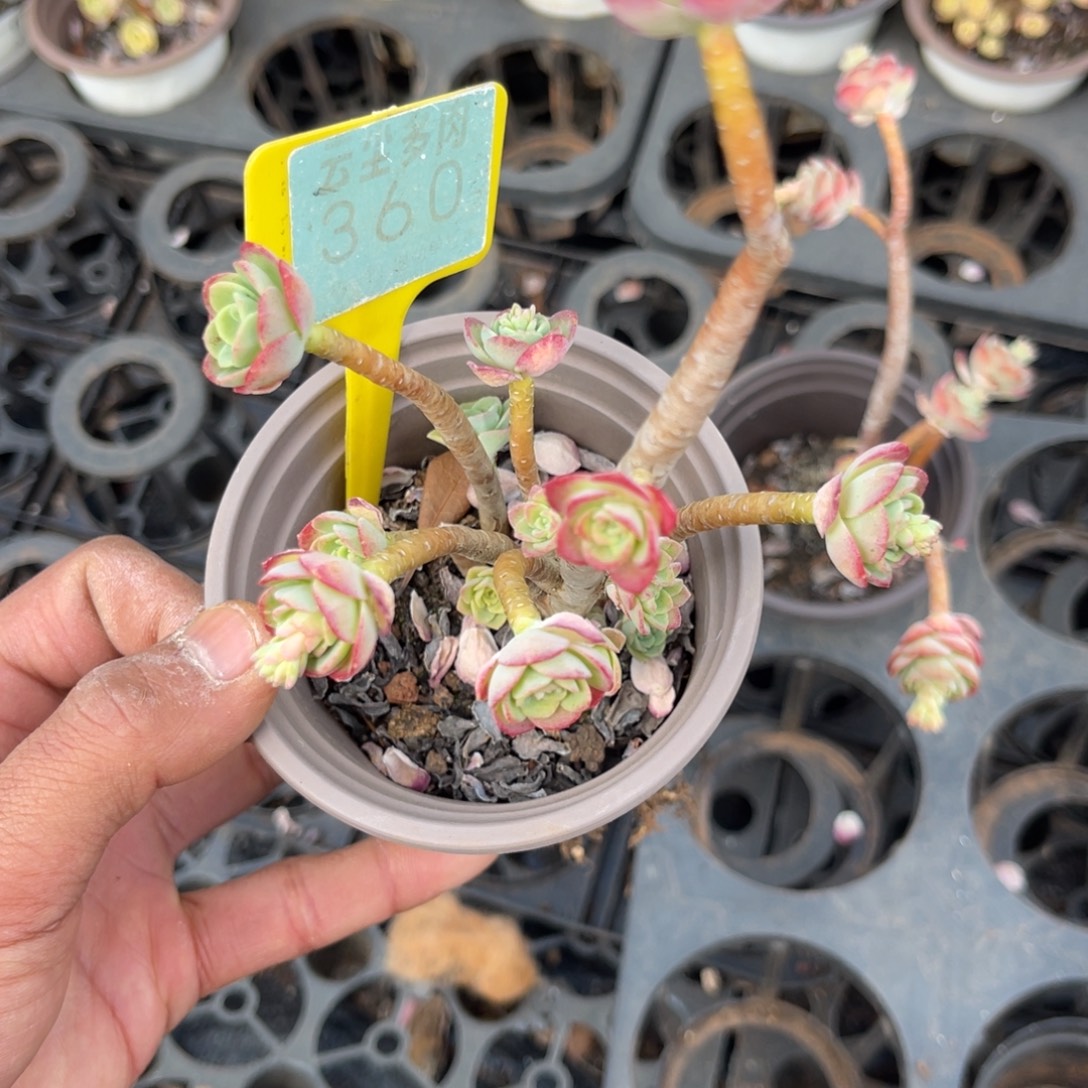 云尘多肉一物一拍360