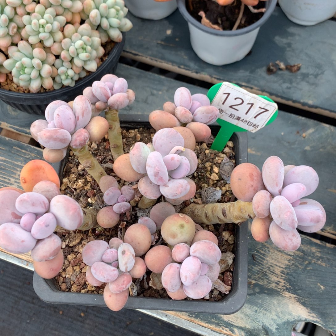 蛋黄奶老桩无砍平头1217