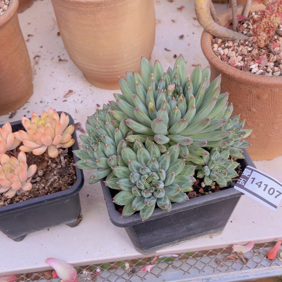 失***控青花瓷多肉植物14107