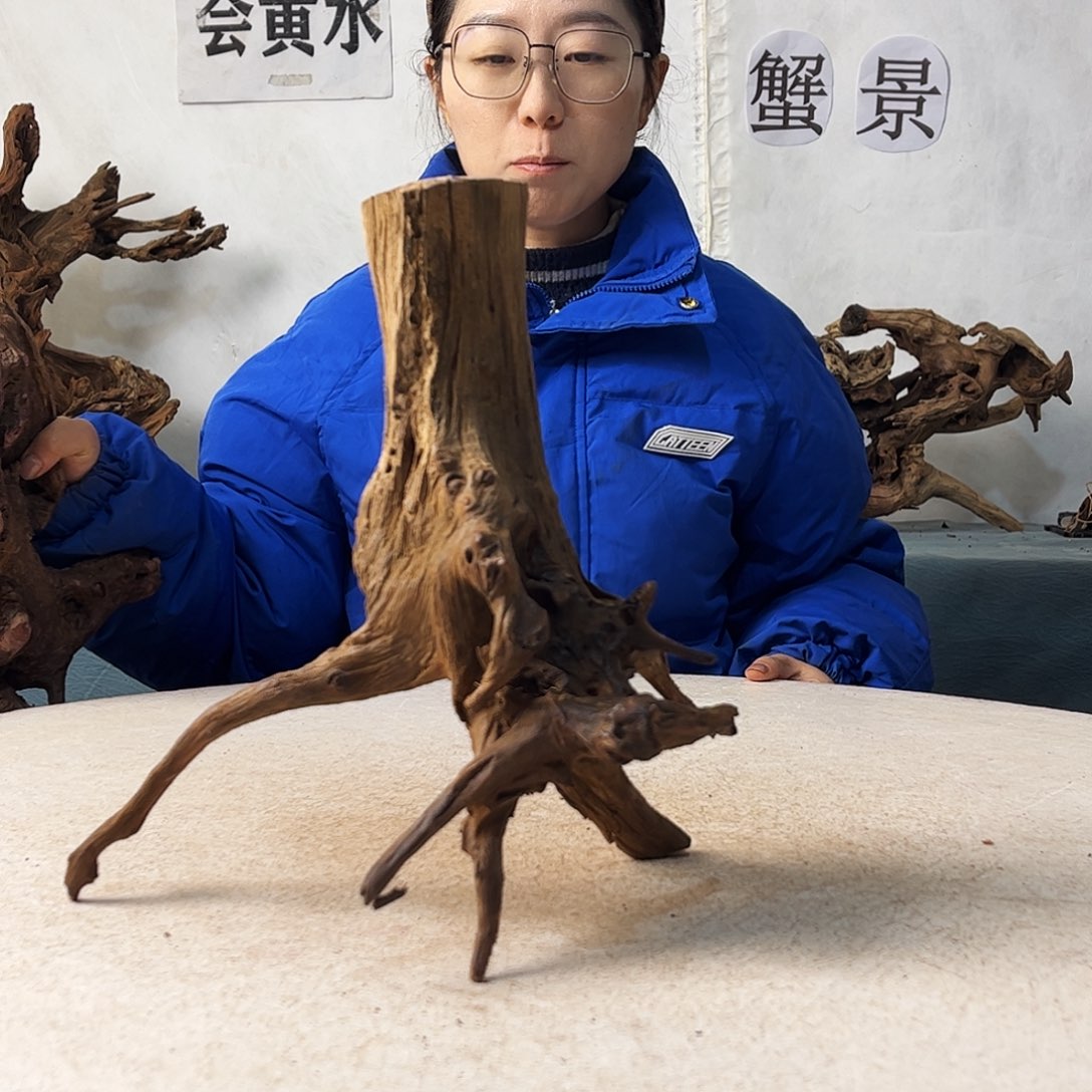 沉木鱼缸造景寄居蟹