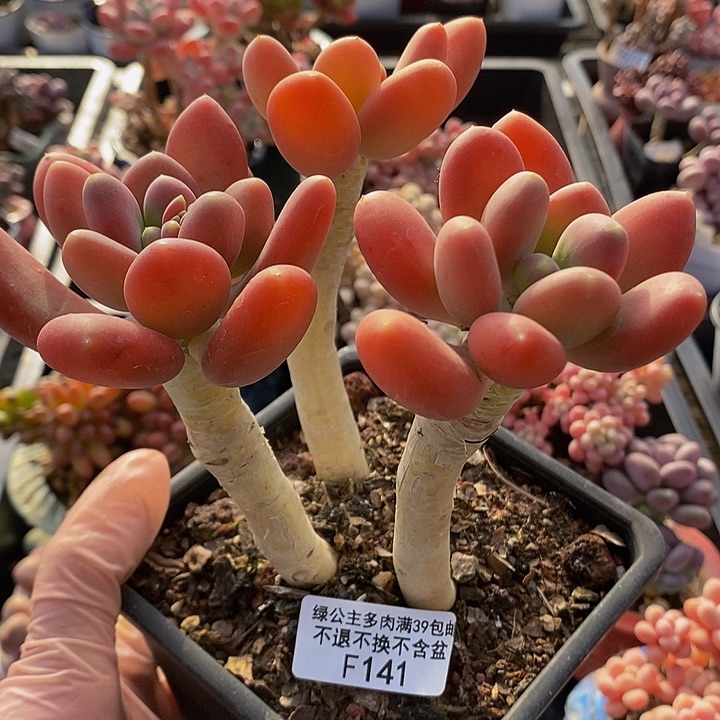 金蝉老桩有掉叶141多肉植物 