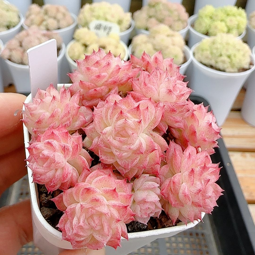 1225-59（fm-205）优选