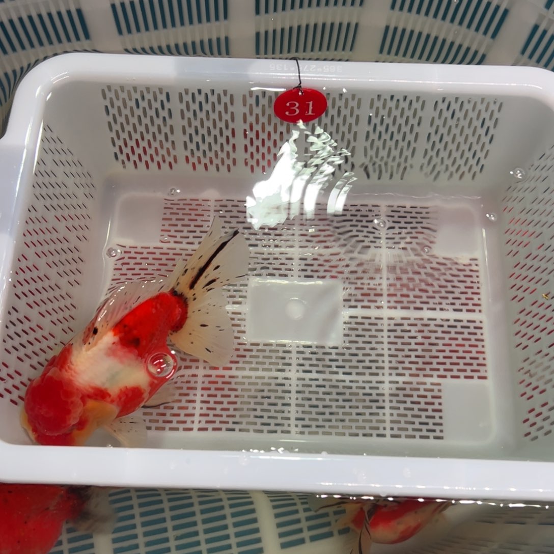 用***6金鱼你好吗我好想好吗我