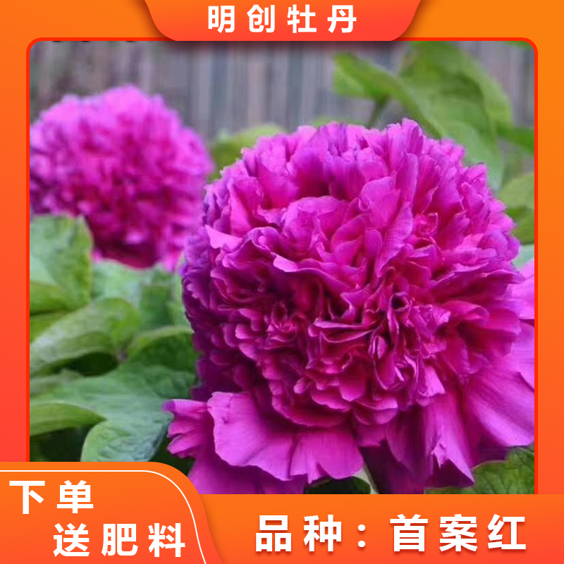 【首案红】紫色系重瓣观赏牡丹 别墅庭院带土球发货