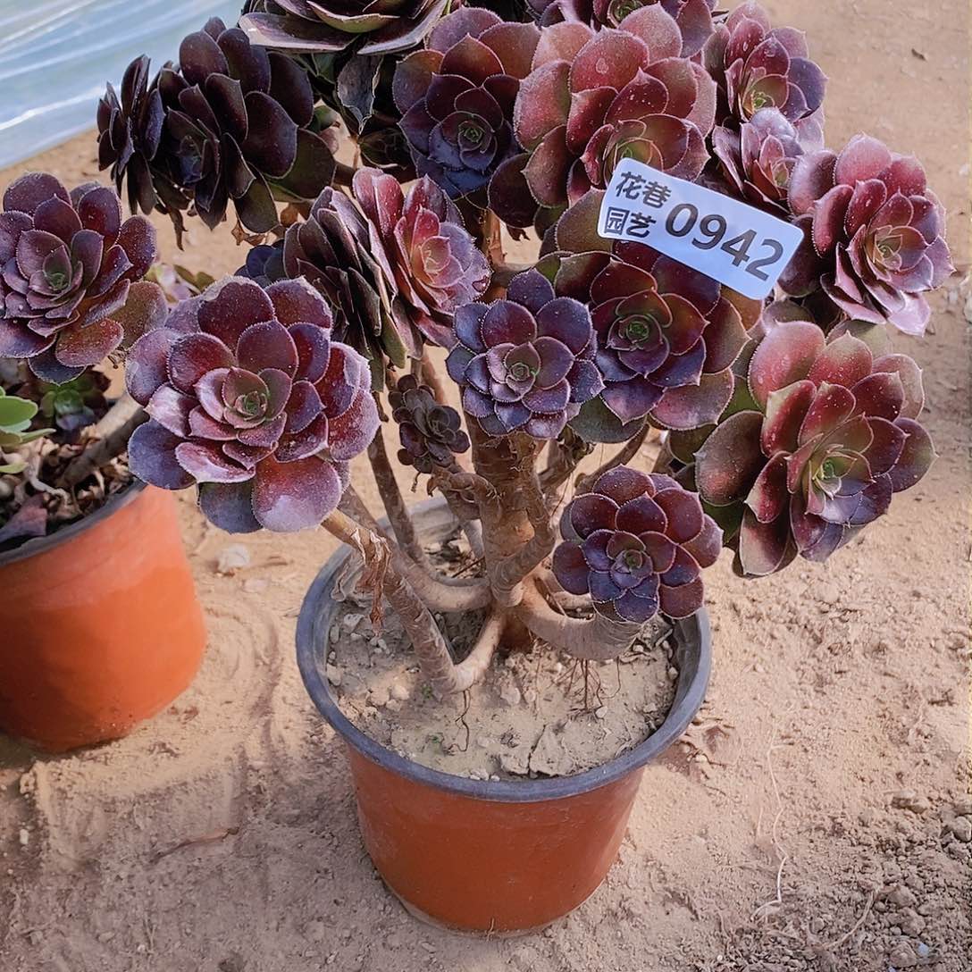 942瑕疵号一物一拍20包邮年后发货