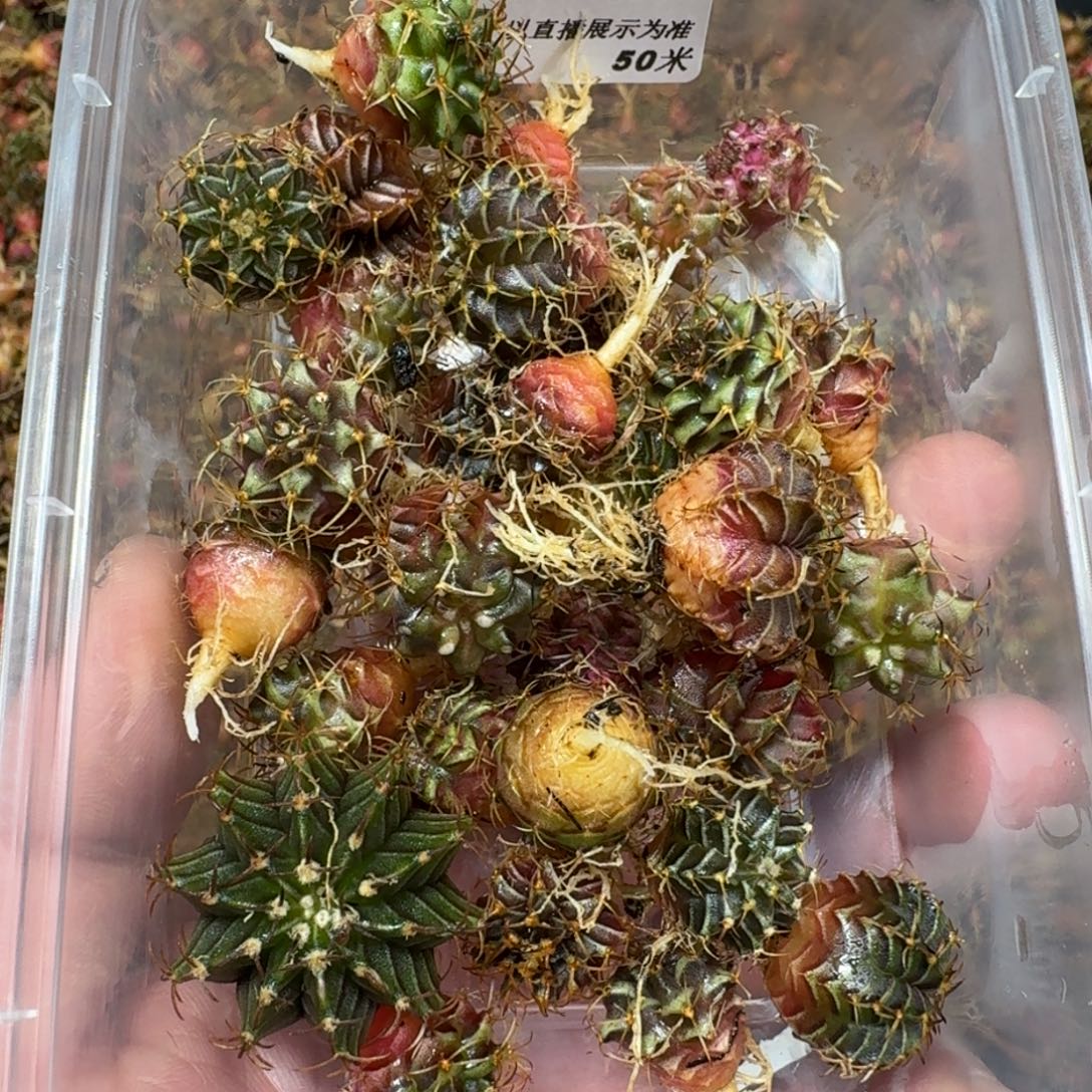 流***生米哈实生自然锦练手球117