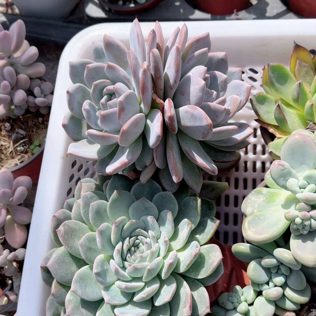 无花朵双头橙子背靠背精控
