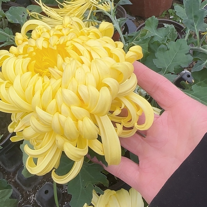完全开放食用菊黄金球