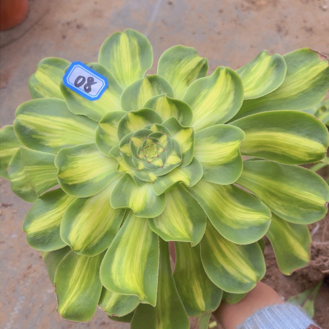 暴君法师多肉08一物一拍