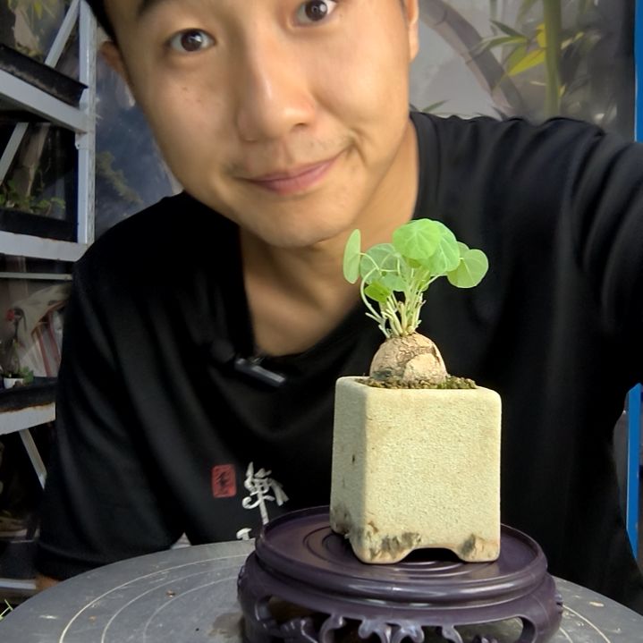 ?**月中青园艺一物一拍181