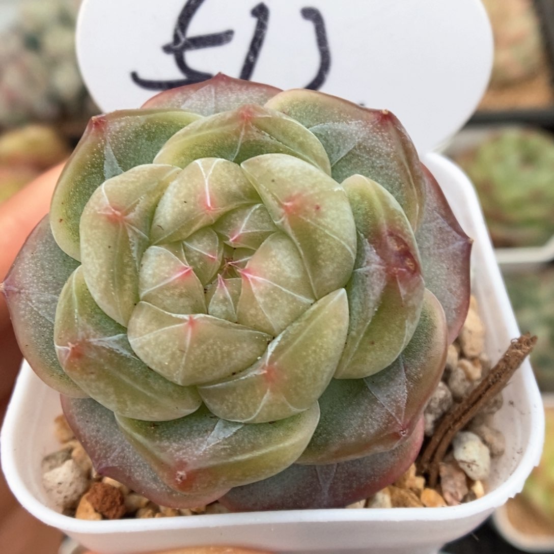 透心珍妮可拍512号。